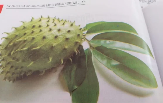 Manfaat Buah Sirsak bagi Kesehatan
