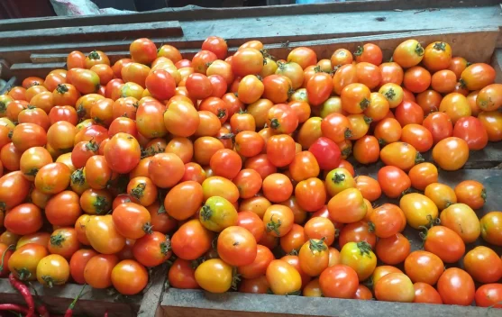 Tomat Salah Satu Bahan Pangan yang Kaya Vitamin