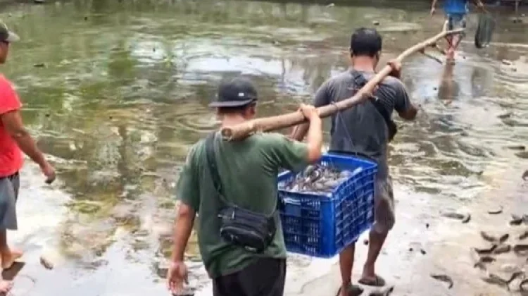 BUMDes Panen Perdana Lele di Desa Condro