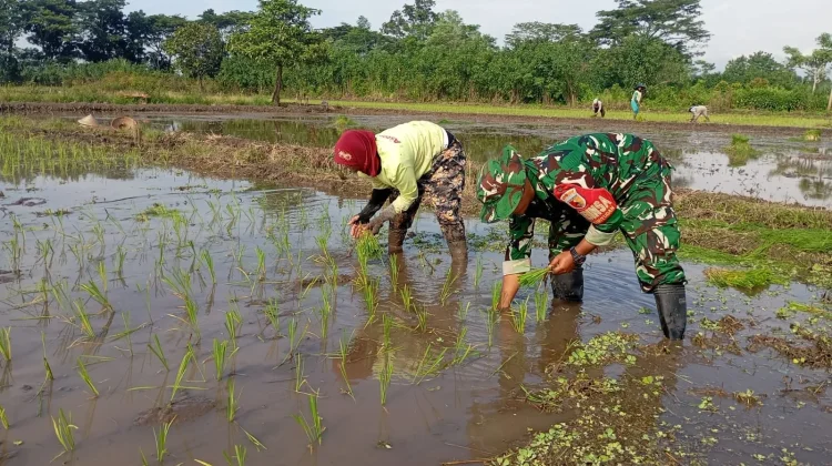 Poktan di Lumajang Maksimalkan Produktifitas Pertanian