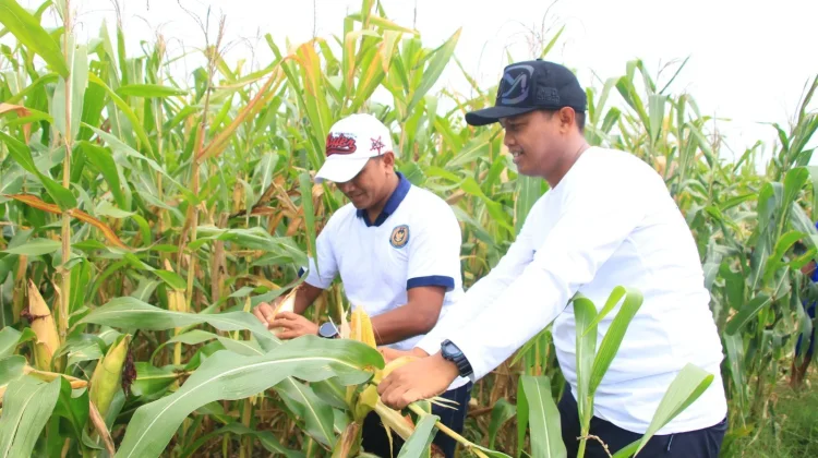 Panen Jagung SAE Perkuat Ketahanan Pangan