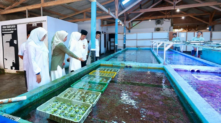 Ekspor Koral Hias Banyuwangi Tembus Global