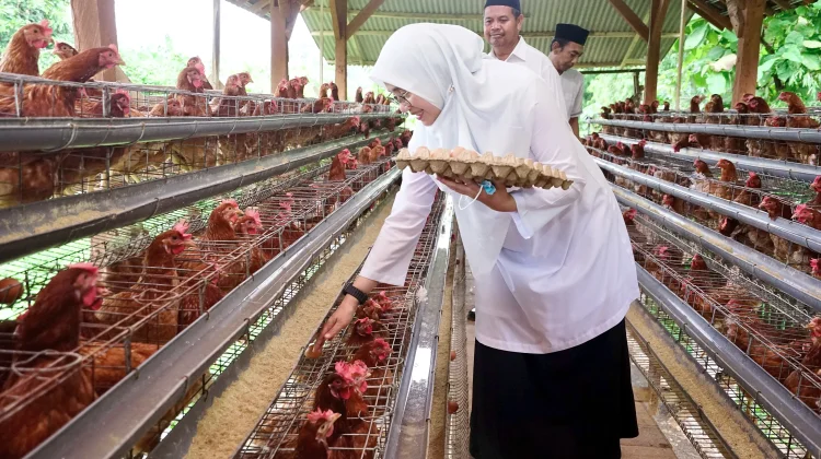 Perkuat Ketahanan Pangan Desa Alasbuluh Kembangkan Ayam Petelur