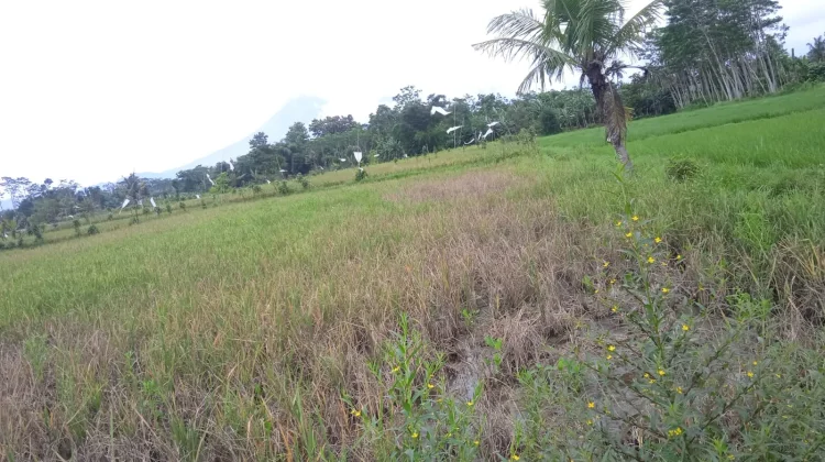 Ratusan Hektar Lahan Padi di Lumajang Terancam Gagal Panen