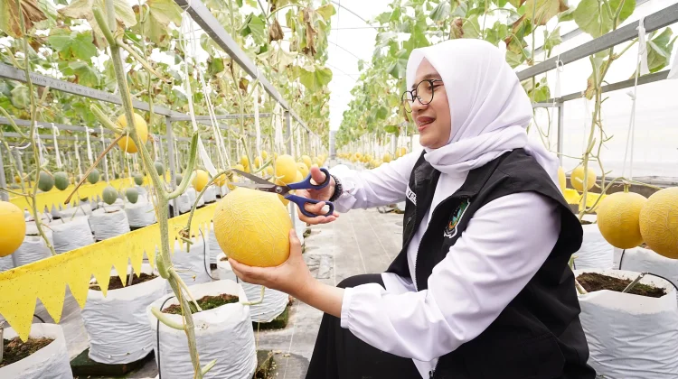 Melon Hidroponik Kalibaru Tembus Rp35 Ribu