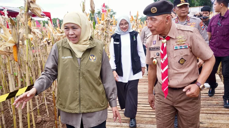 Gubernur Jatim Panen Raya Jagung di Sempu Banyuwangi