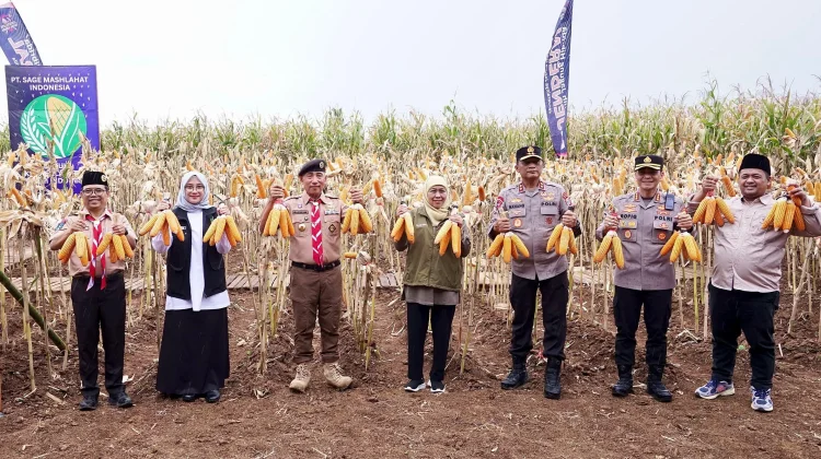Surplus Jagung Banyuwangi Capai 180 Ribu Ton