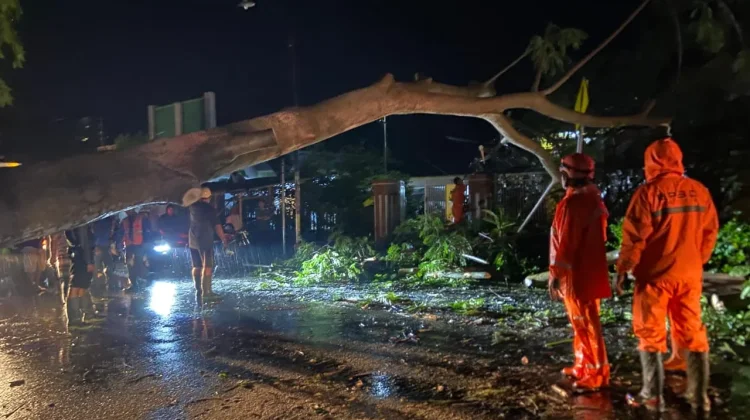 Cuaca Ekstrem Tumbangkan Pohon dan Tiang Listrik di Cermee