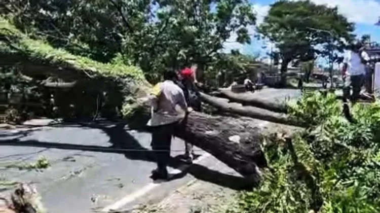 Angin Kencang Tumbangkan Pohon di 13 Titik Banyuwangi