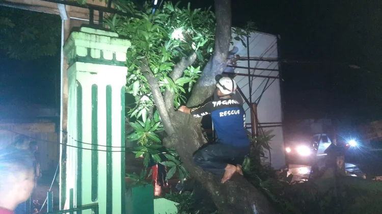 Hujan Deras Angin Kencang, Pohon Mangga Tumbang