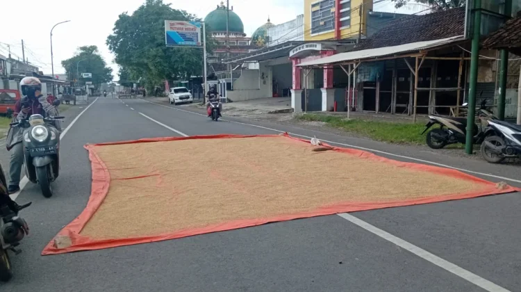 Warga Manfaatkan Jembatan Sentong untuk Menjemur Padi