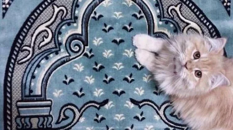 Kenapa Kucing suka Mengganggu Orang Salat?