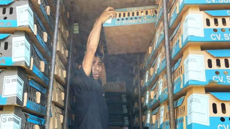 Sopir Truk Bibit Ayam Terjebak Antrean di Dermaga Bulusan Banyuwangi