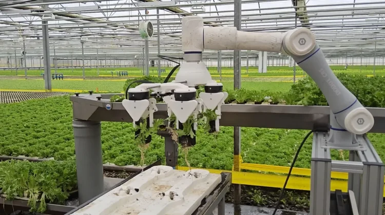 Robot AI Pemetik Buah Raih Penghargaan