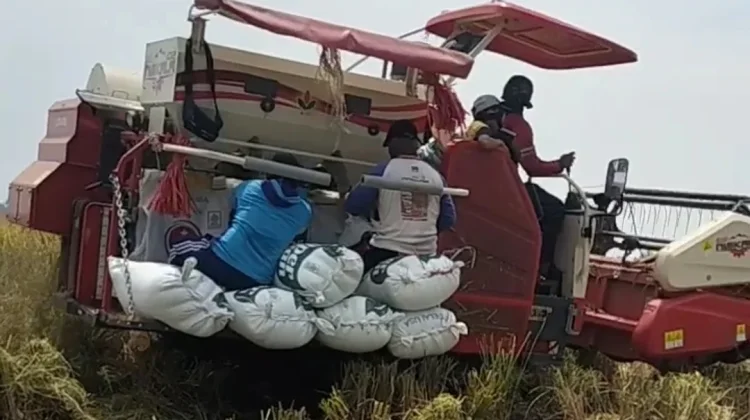Petani Jember Mulai Panen Raya, Harga Gabah Stabil