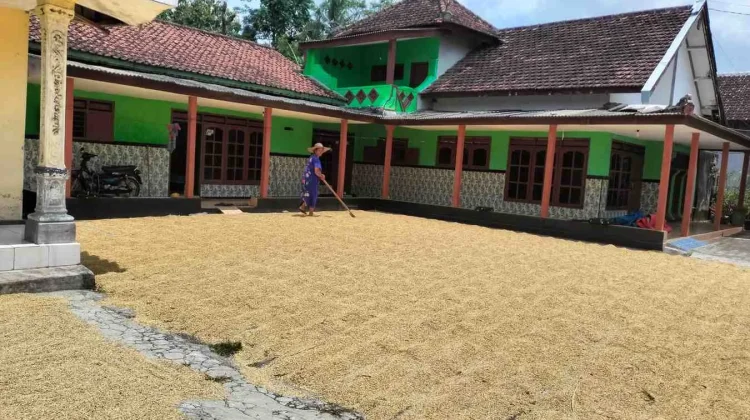 Petani Jember Panen Raya, Harga Gabah Menguat