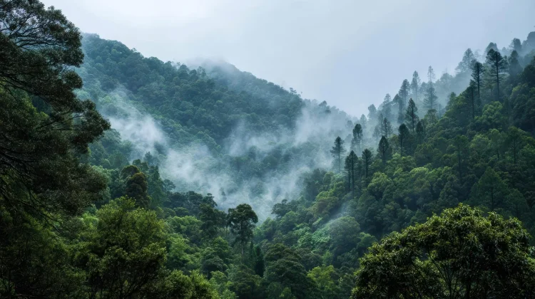 Keanekaragaman Hayati di 5 Hutan Memukau Indonesia