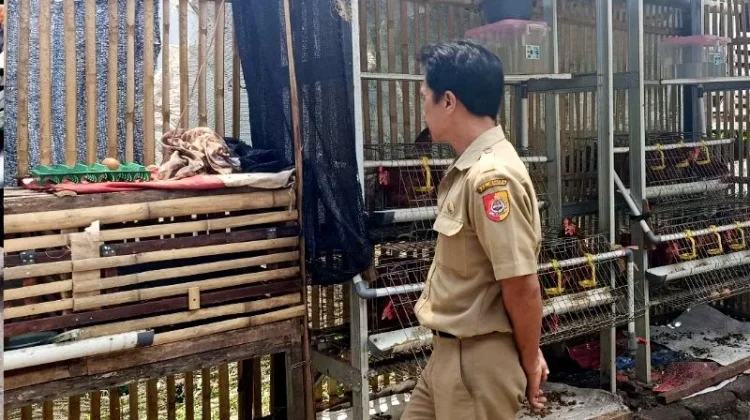 DKPPP Jember Intensifkan Pengawasan Program Bantuan Ayam Petelur