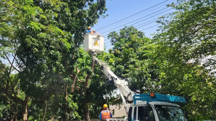 Jaga Keandalan Pasokan Listrik, PLN Lakukan Perabasan Pohon