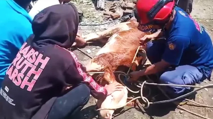 Damkarmat Banyuwangi Evakuasi Sapi Terperosok Sumur