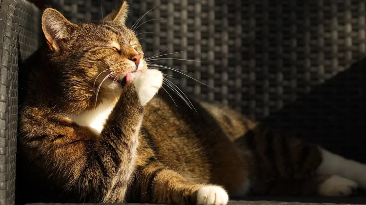 Kenapa Kucing suka Menjilat Pemiliknya?