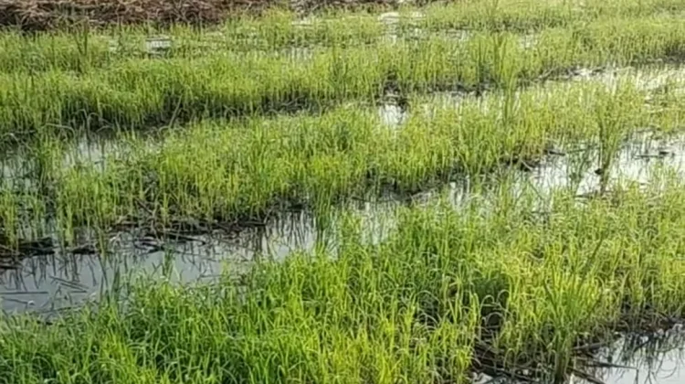 Petani Jember Mulai Persiapan Tanam Padi Pasca Panen