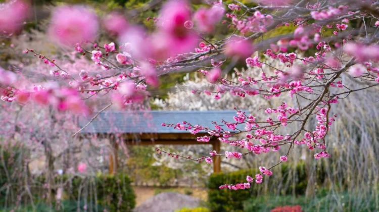 Musim Semi Jepang, Menjelajahi Negeri Sakura yang Sedang Mekar