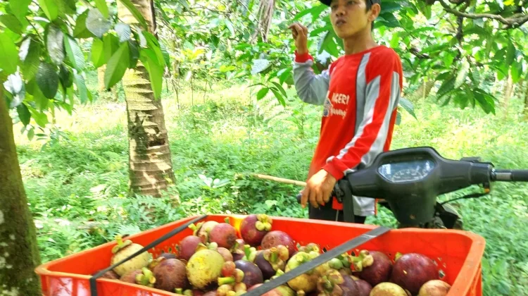 Harga Manggis Melonjak, Banyuwangi Bidik Pengembangan Komoditas