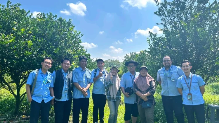 Jeruk Semboro Mulai Manis Meski Belum Musim Panen, Petani Lakukan Petik Selektif