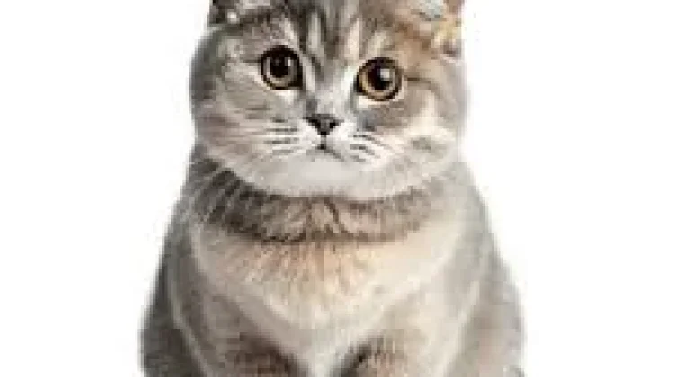 Kucing atau makanan yang bikin Mandul Manusia?