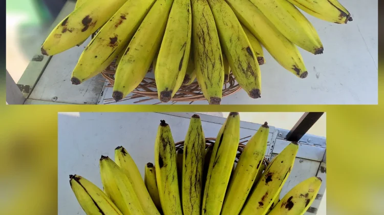 Pisang Ambon Kian Diminati, Jadi Pelengkap Favorit Menu Makan Sehat Masyarakat