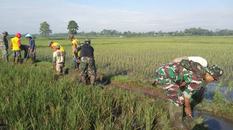 TNI dan Petani Bersihkan Irigasi Nogosari Lumajang