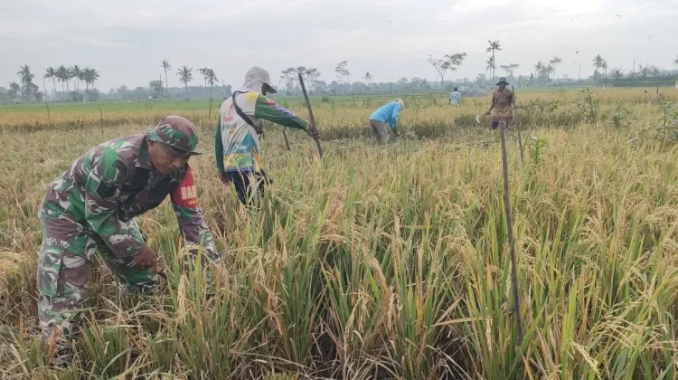Petani di Tekung Lumajang Panen Raya Padi