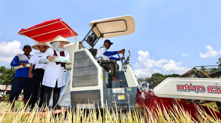 Produksi Padi Banyuwangi Capai 160 Ribu Ton