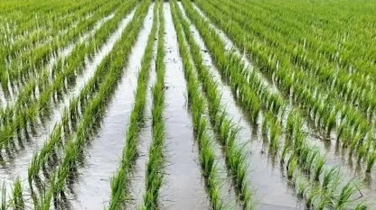 Petani Jember Mulai Memasuki Masa Tanam