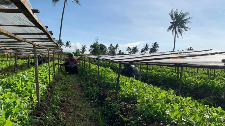 Bibit Tembakau Maesan Diburu Petani Luar Daerah
