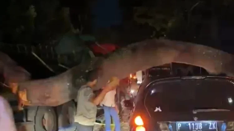 Pohon Besar Tumbang, Pantura Sempat Macet