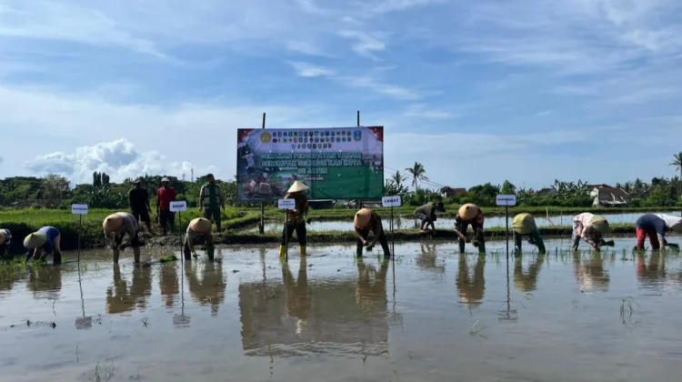 Banyuwangi Percepat Tanam Padi Antisipasi Kemarau