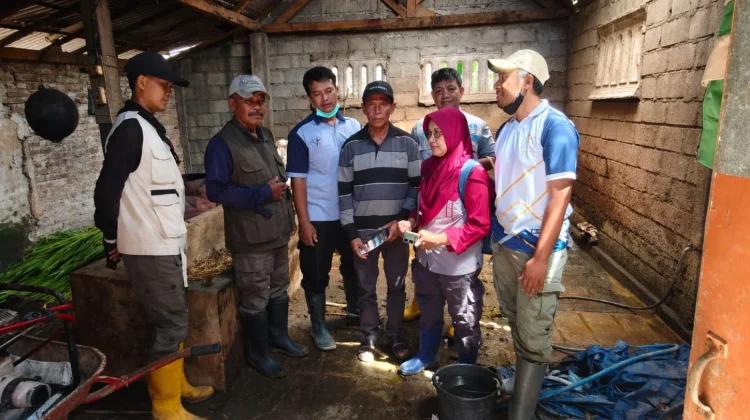 Cegah PMK, DKPPP Jember Vaksinasi 69 Sapi di Gumukmas