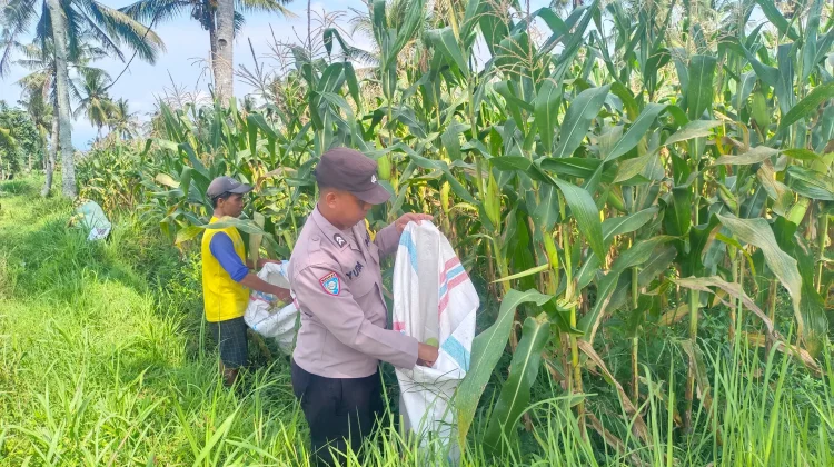 Polisi Turun Sawah, Dampingi Panen Jagung di Candipuro