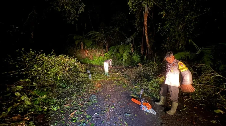 Hujan Deras, Pohon Tumbang Tutup Akses Ranupani Lumajang