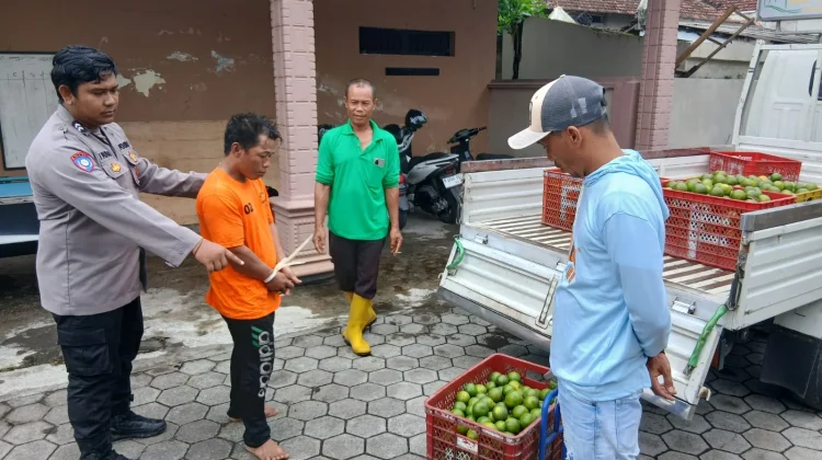 Pria di Banyuwangi Ketahuan Mencuri Buah Jeruk