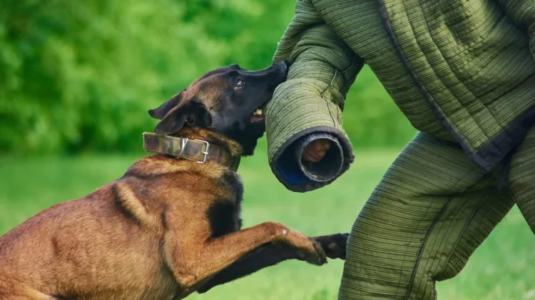 K-9, Peran Anjing dalam Kepolisian dan Militer