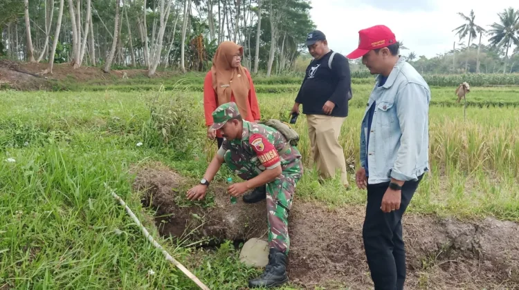 TNI Dampingi Petani  Lumajang Atasi Hama Tikus