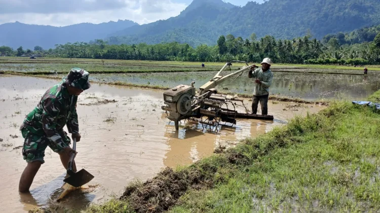 TNI Lumajang Turun Sawah Dukung Ketahanan Pangan