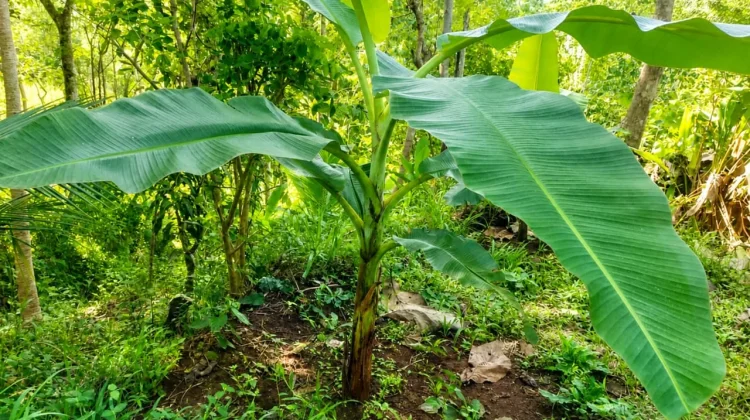 Pakak Kresek: Pisang Jawara Lumajang yang Mulai Diburu Sejak Masih Bibit