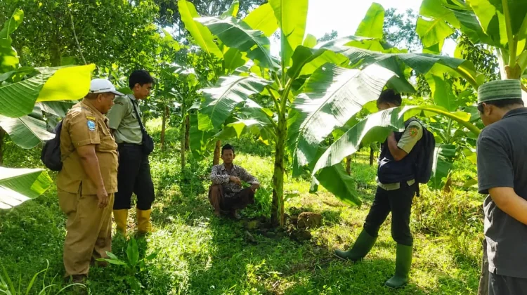 Pakak Kresek: Pisang Jawara Lumajang yang Mulai Diburu Sejak Masih Bibit