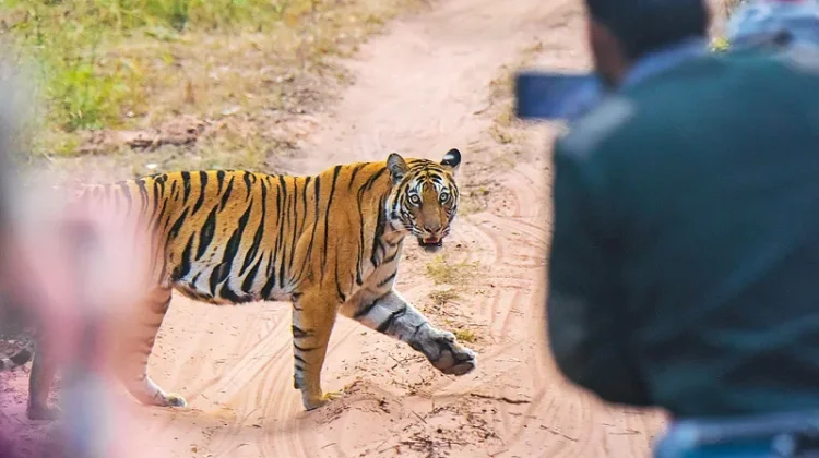 Larangan Selfie dan Ponsel, Aturan Baru dalam Wisata Safari