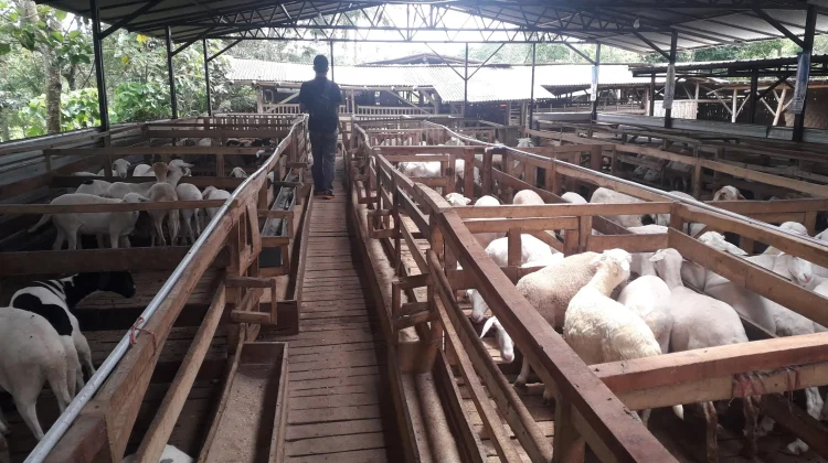 Pengawasan Kurban Diperketat Jelang Idul Adha