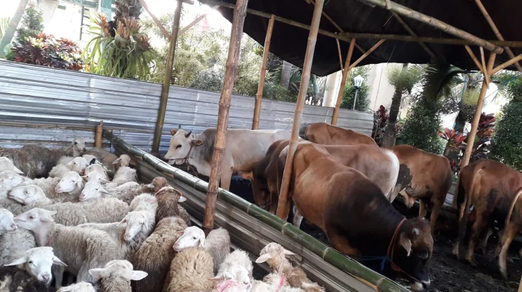 Lapak Kurban Wajib Penuhi Standar Kesehatan